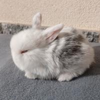 Minilop