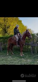 Cavallo maremmano