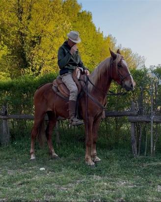 Cavallo maremmano