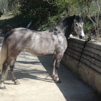 Cavalla hispano-araba 7 anni