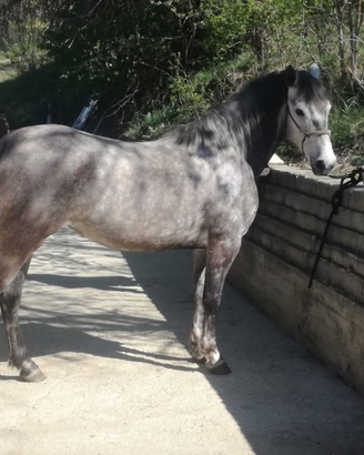 Cavalla hispano-araba 7 anni