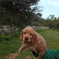 Cocker spaniel inglesi