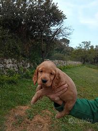 Cocker spaniel inglesi
