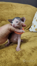 Femmine DBE program sphynx