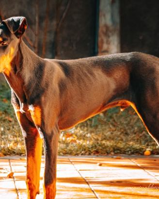 Dobermann - Doperman