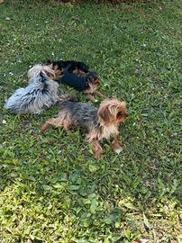 Cuccioli di yorkshire terrier