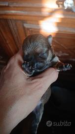 Cuccioli chorky