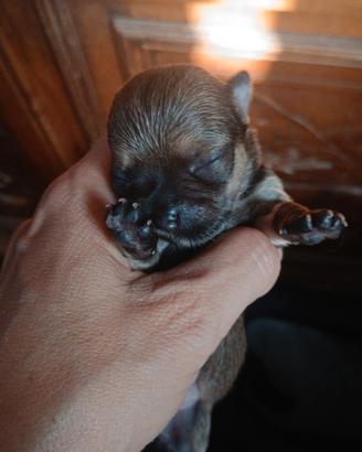 Cuccioli chorky