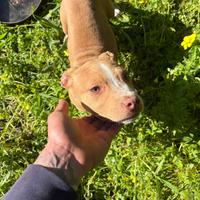 Cucciola pitbull ukc