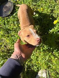 Cucciola pitbull ukc