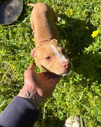 Cucciola pitbull ukc
