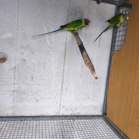 Coppia parrochetto testa di prugna