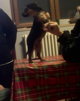 Cani Pinscher