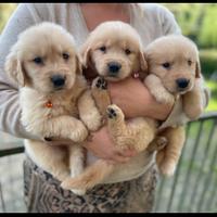 Cucciolata golden retriever