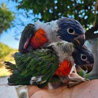 Allevamento pappagalli