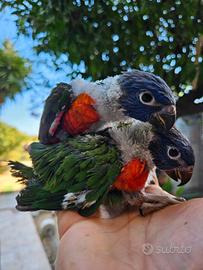 Allevamento pappagalli