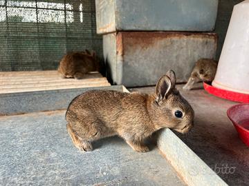 Conigli / mini lepre