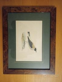 quadro d'epoca con uccello