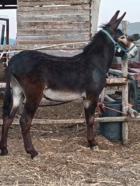 Asino da corsa