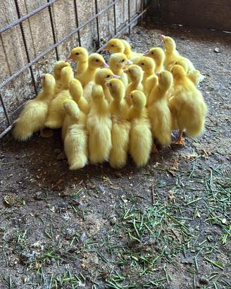 Papere anatre mute