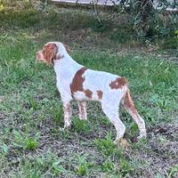 Breton, épagneul breton