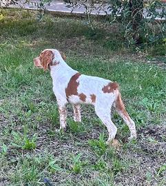 Breton, épagneul breton