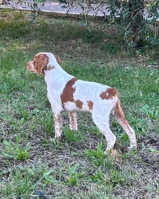 Breton, épagneul breton