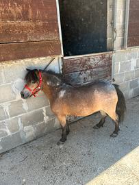 Pony Falabella femmina