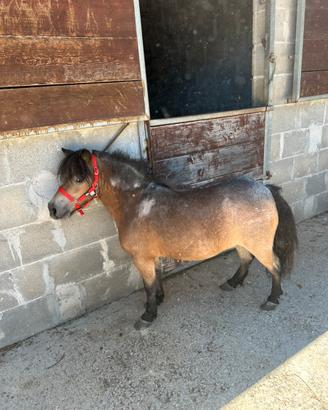 Pony Falabella femmina