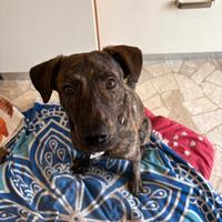 Maschio cucciolone adorabile