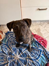 Maschio cucciolone adorabile