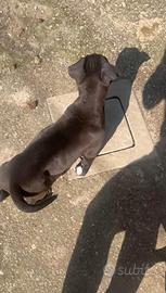 Cucciola Amstaff 5 mesi