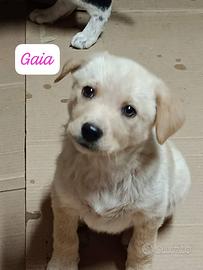 Cane cucciola in adozione