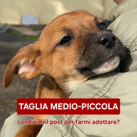 Ballerina: cucciola taglia medio piccola