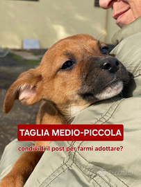 Ballerina: cucciola taglia medio piccola