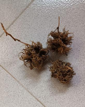 noci di strega