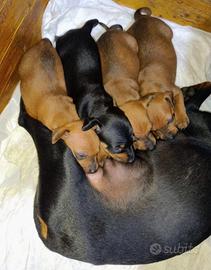 Cuccioli pinscher nano
