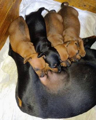 Cuccioli pinscher nano
