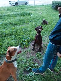 Amstaff disponibile per la monta
