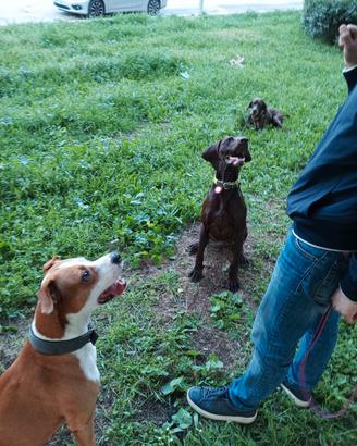 Amstaff disponibile per la monta