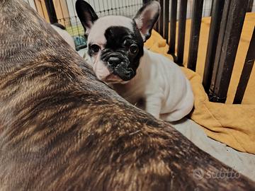 Bulldog francese con pedigree