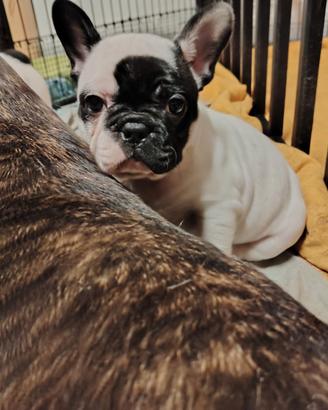 Bulldog francese con pedigree