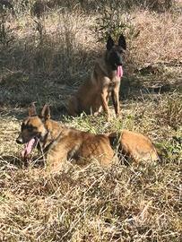 Cuccioli di malinois