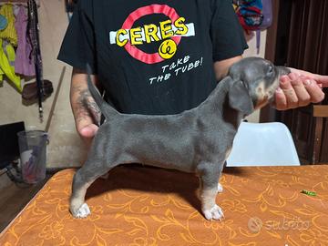 Cuccioli di Pitbull