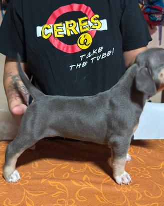 Cuccioli di Pitbull
