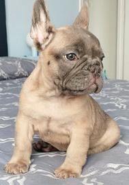 Bulldog francese