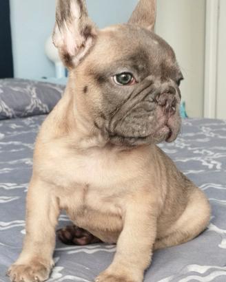 Bulldog francese