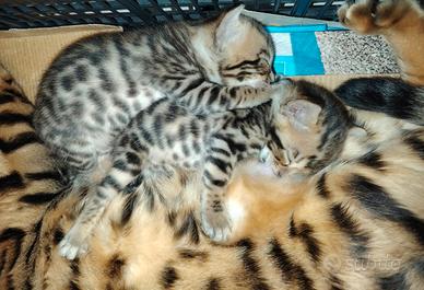 Cuccioli Bengal