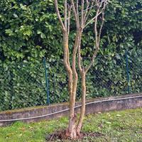 Pianta melograno da 3metri