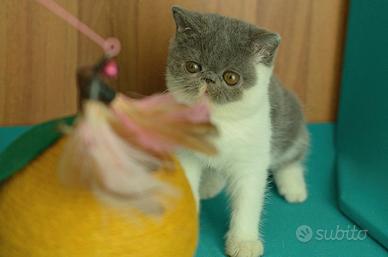 Cucciolo Blu e Bianco di gatti Exotic Shorthair